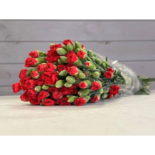 Red Гвоздика кустовая