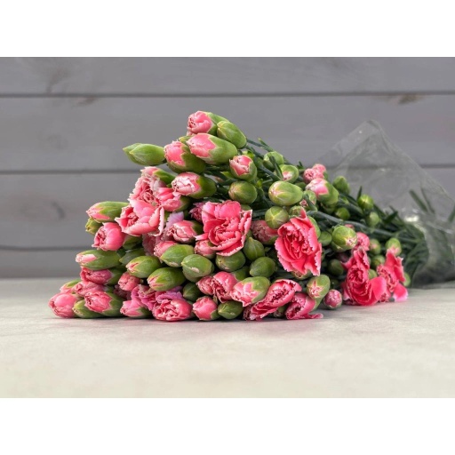 Kalimbo Bulls Гвоздика кустовая