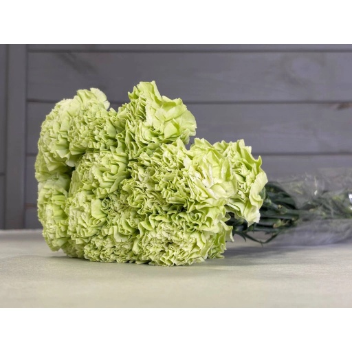 Barberatus Stpatrick Гвоздика