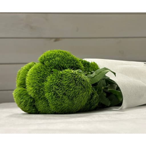 Green Trick Гвоздика