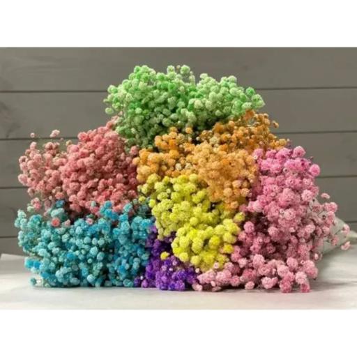 Babysbreath Гипсофила