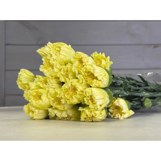 Gladys Гвоздика