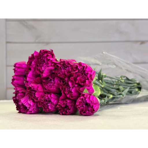 Purple Carnation Гвоздика
