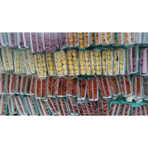 Mixed Single-Headed Rose Роза одноголовая