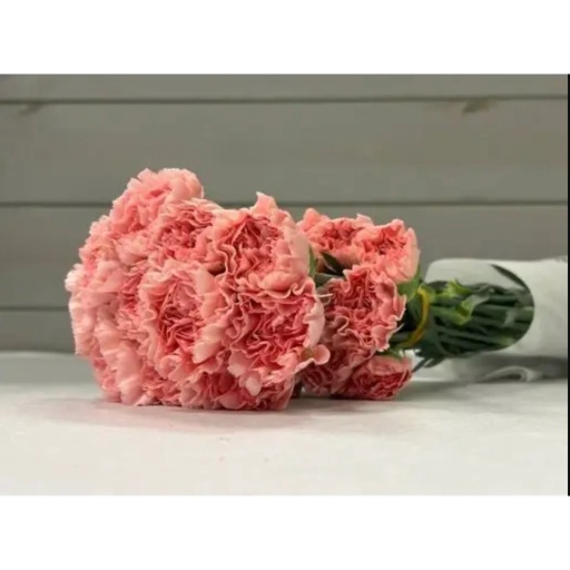 Damina Гвоздика