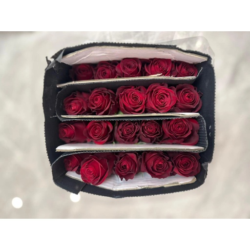 One Head Plateau Red Роза одноголовая