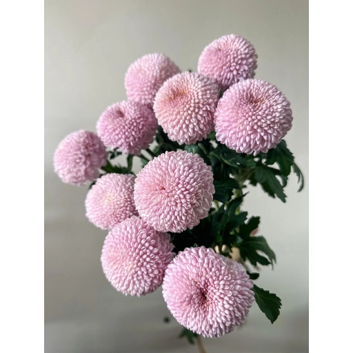 Pompon Mum Pink Semicircle Хризантема одноголовая