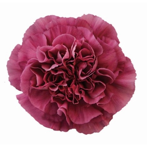 Mustang Гвоздика