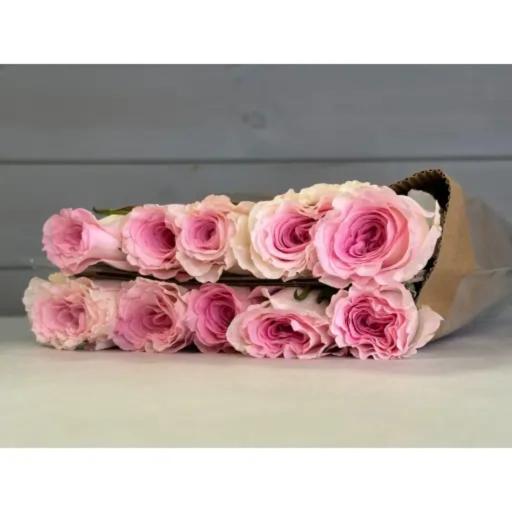 One Head Goddess of the LuoRiver Роза одноголовая