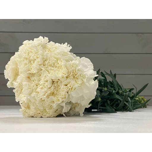 Carnation white Гвоздика