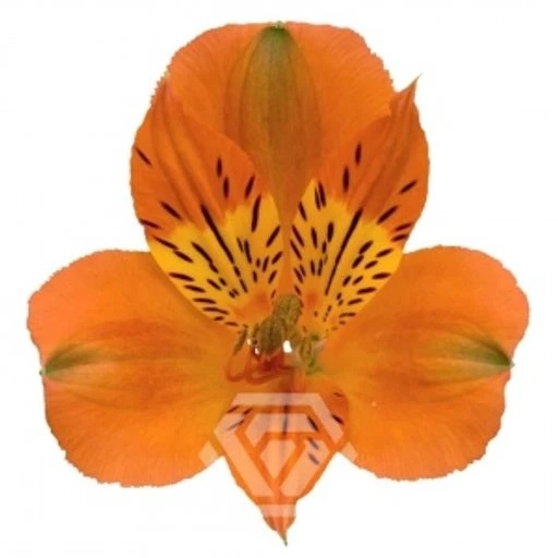 ORANGE SAVANNA Альстромерия