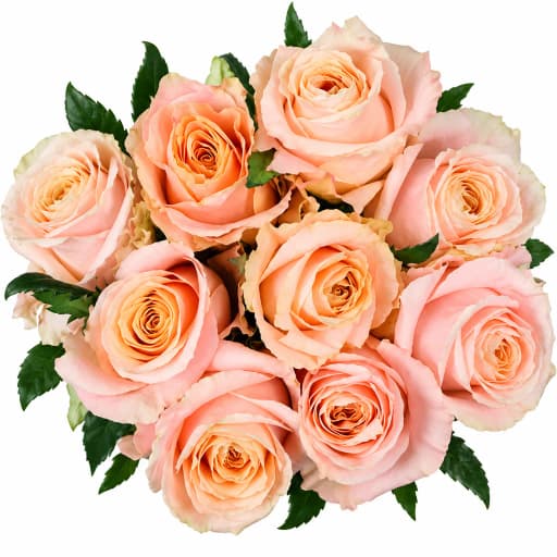 Rose hermosa Роза одноголовая
