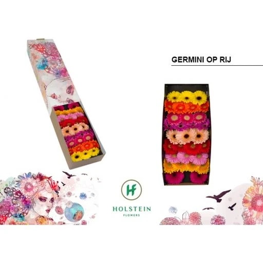 Germini mix Гермини