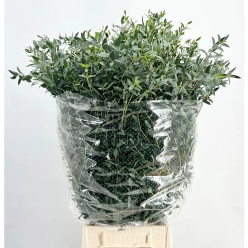 Eucalyptus parvifolia Эвкалипт