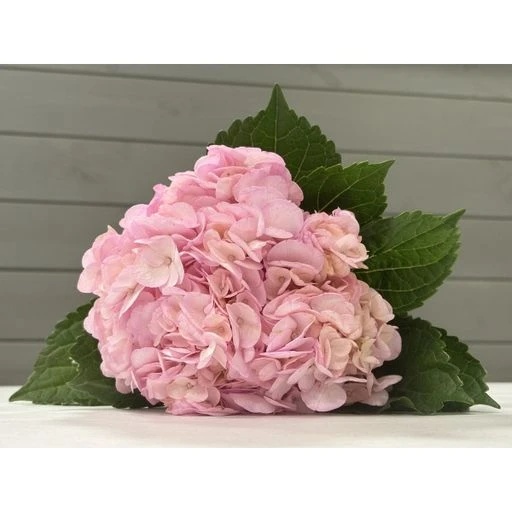 HYDRANGEAS LIGHT PINK Гортензия
