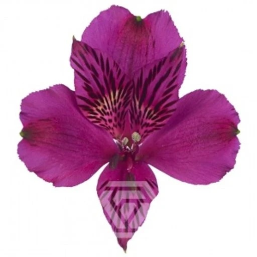 PURPLE AMATISTA Альстромерия