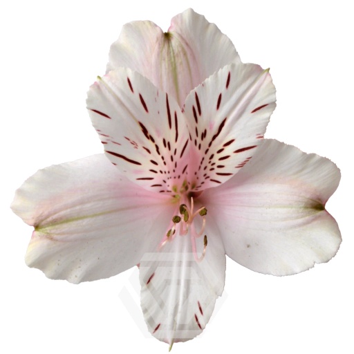 PINK DIRTY DANCING Альстромерия