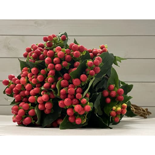 Hypericum red Гиперикум