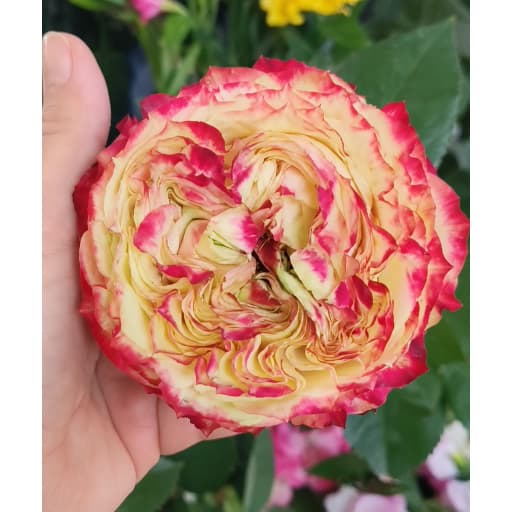Rose apple jack Роза одноголовая