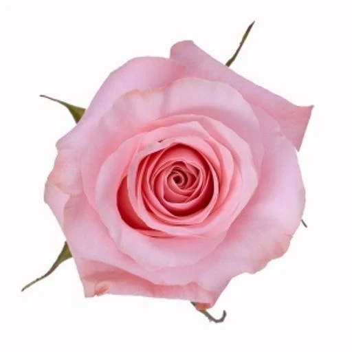 BE SWEET Роза одноголовая Эквадор