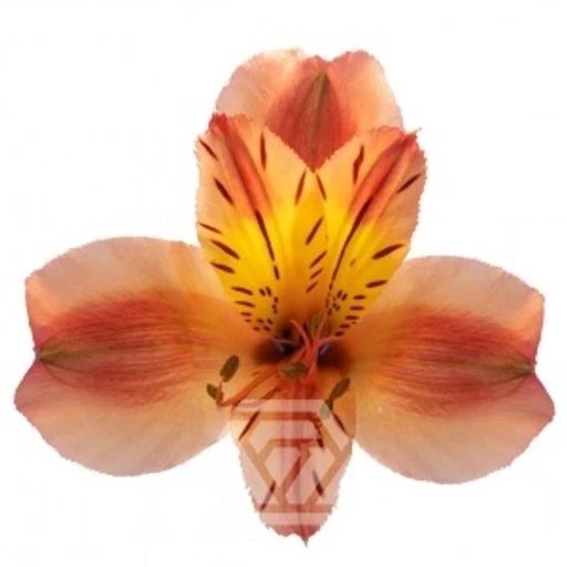 ORANGE ORANGE QUEEN Альстромерия
