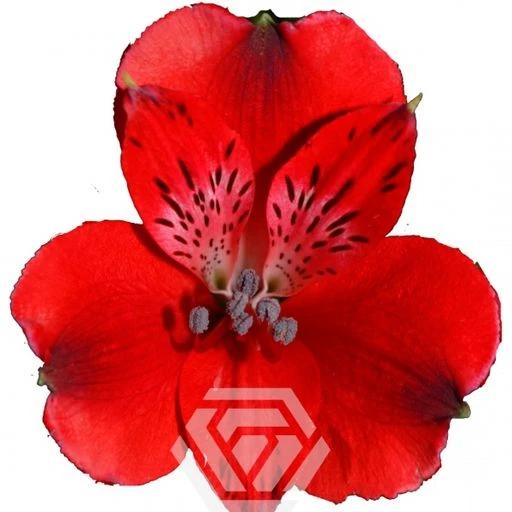 RED NIRVANA Альстромерия