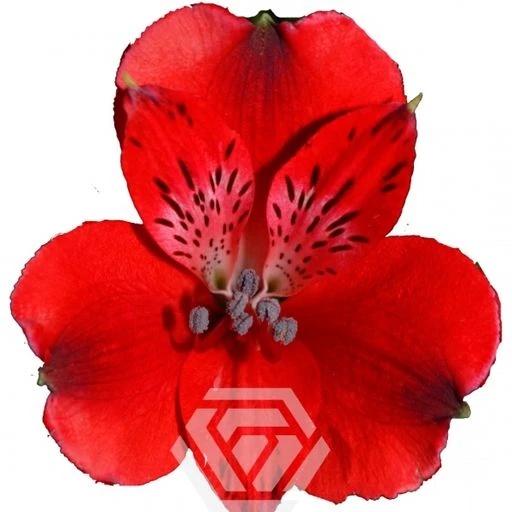 RED NIRVANA Альстромерия