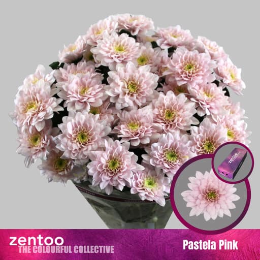 Chrys sp pastela pink Хризантема кустовая