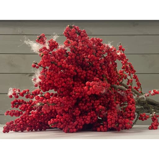 Ilex red 70cm Зелень