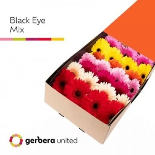 Gerbera mix black eye Гербера