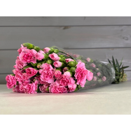 Many Carnations Pearl Powder Гвоздика кустовая