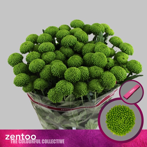 Chrys sp deligreen Хризантема кустовая