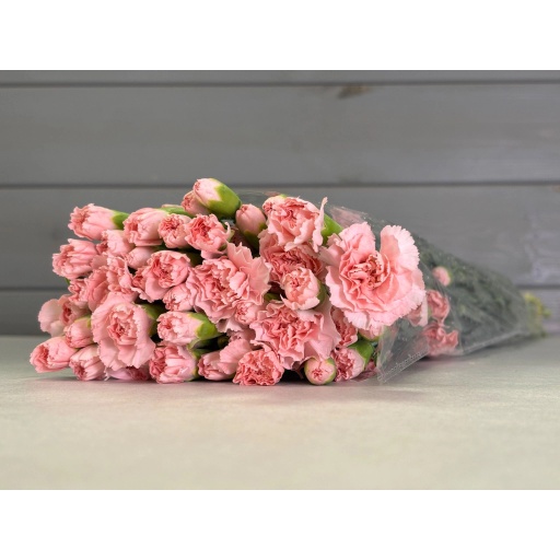 Pink Гвоздика кустовая