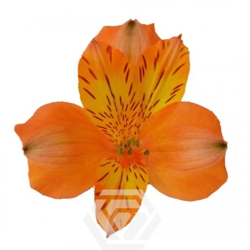 ORANGE JAFFA Альстромерия