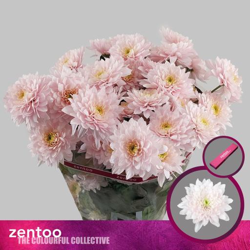 Chrys sp pastela rose Хризантема кустовая