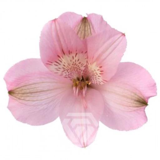PINK PRIMADONNA Альстромерия