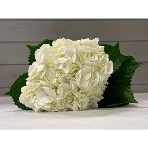 HYDRANGEAS WHITE Гортензия