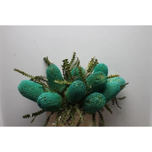 Banksia paint speciosa turqoise Банксия