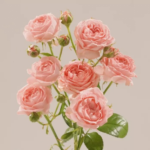 Фемке Роза кустовая