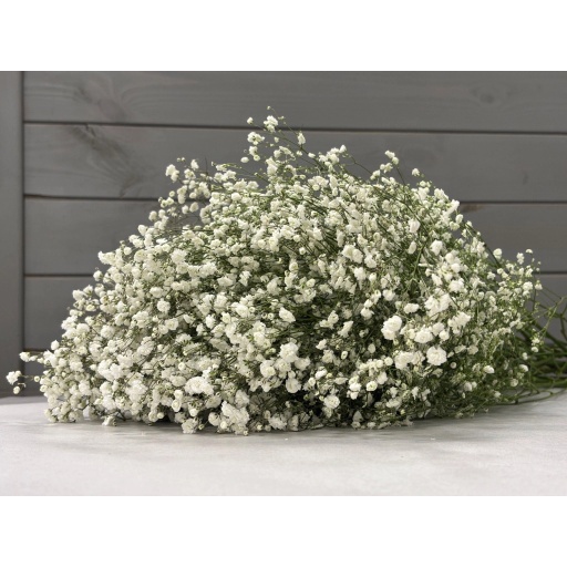 XLENCE Гипсофила