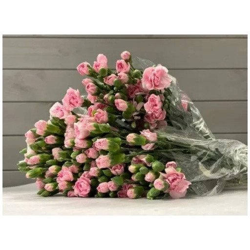 CARN TR PINK Гвоздика кустовая