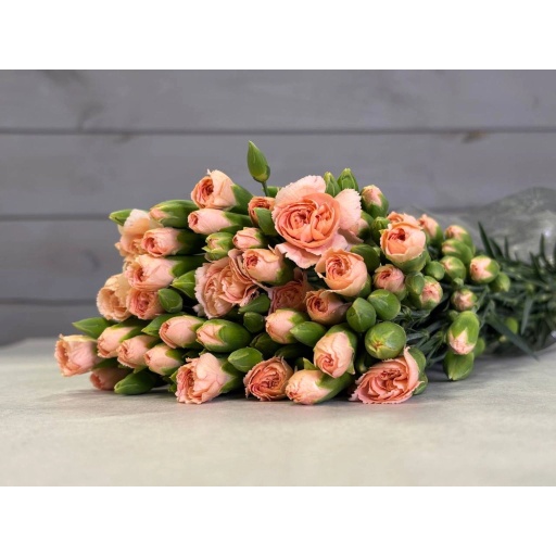 Peach Гвоздика кустовая