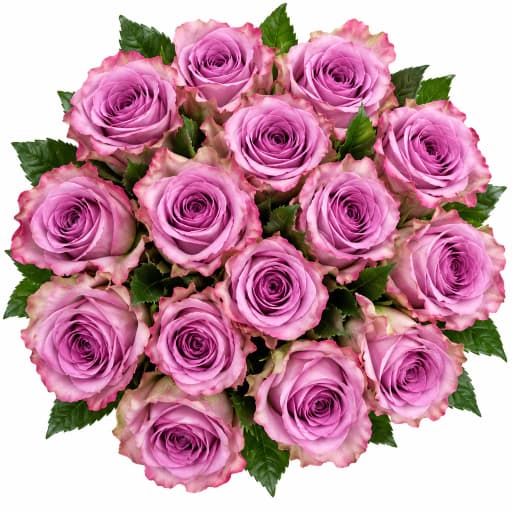 Rose zi xia xianzi Роза одноголовая