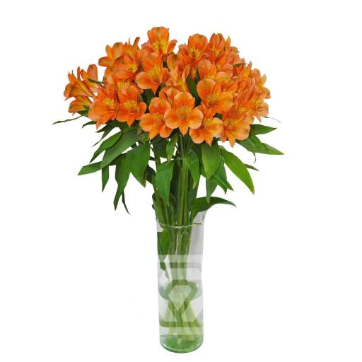 ORANGE SAVANNA Альстромерия