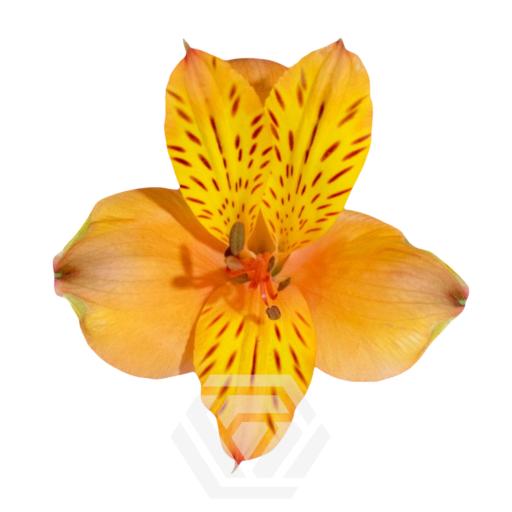 ORANGE CINNAMON Альстромерия