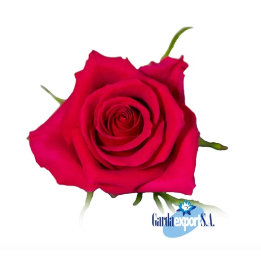 GOTCHA Роза одноголовая Эквадор