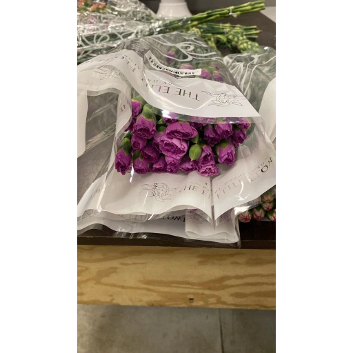 CARN TR 1 Гвоздика кустовая