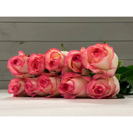 Rose paloma Роза одноголовая