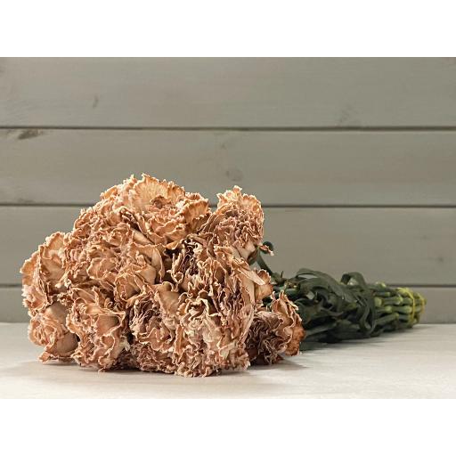 Vip Lege Marrone Carnation Гвоздика