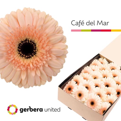 Gerbera cafe del mar Гербера